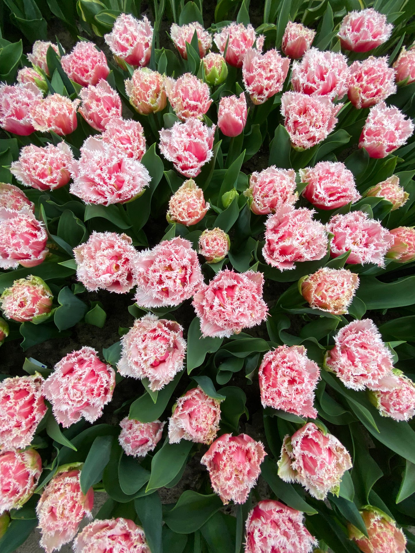 ULLA Jewelry Gift Card / Voucher